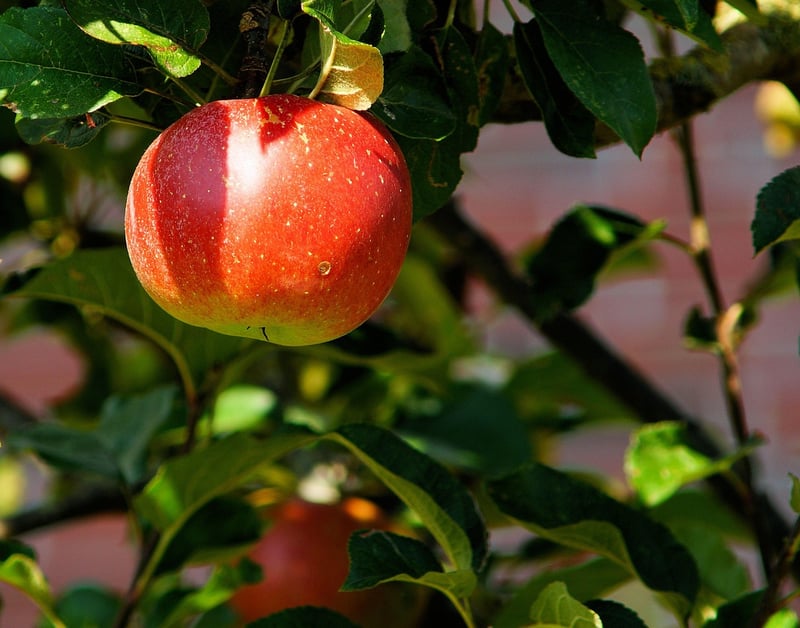 Elf Fruit Orchards